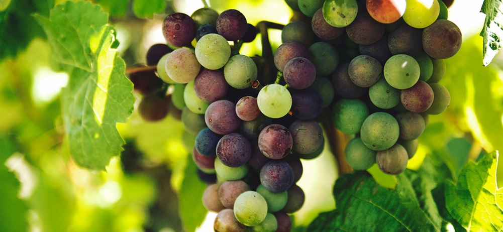 Rote Trauben zum Zeitpunkt der véraison (Umfärben) - bis zur Weinlese dauert es jetzt noch etwa 45 Tage.