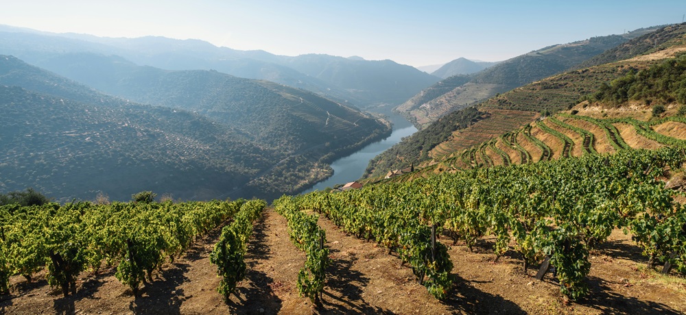 Sehr steile Weinberge im portugiesischen Douro-Tal