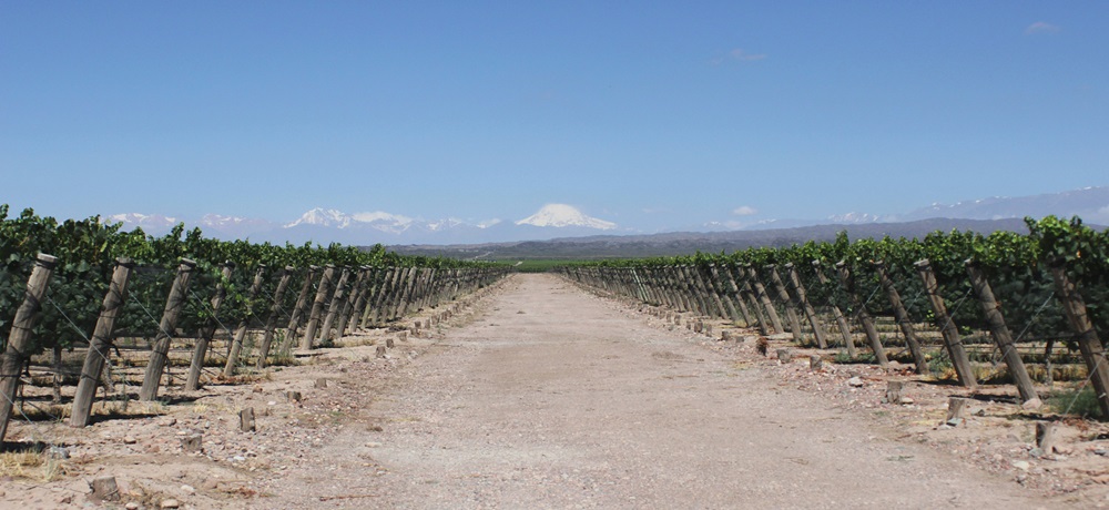 Berühmte Weinregionen der Welt: Mendoza