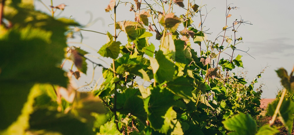 Naturwein: So wenig wie möglich Intervention im Weingarten und bei der Weinbereitung