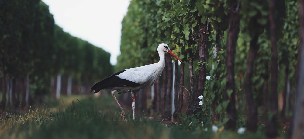 Biowein und Naturwein: Bei beiden werden die Weingärten naturnah bewirtschaftet.